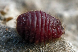 Кочінеал Кочінеал